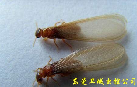 东莞塘厦防白蚁公司_白蚁季节分飞中大水蚁是这样做防治白蚁的