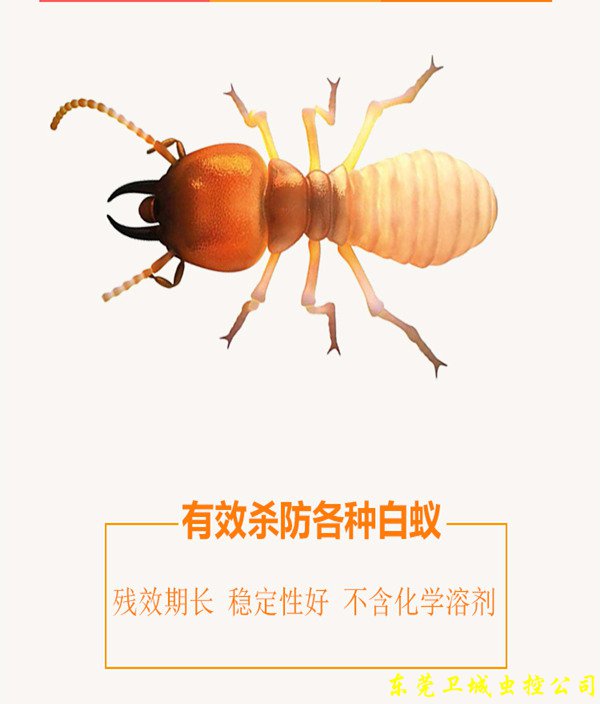 卫豹大桶装白蚂蚁药水,白蚁预防工程,东莞灭白蚁杀虫剂