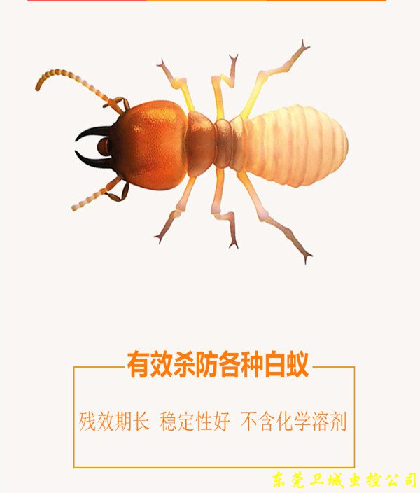 东莞灭白蚁杀虫剂,白蚁预防药品,白蚁防治药水