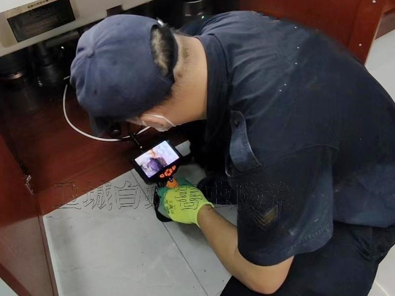 增城区灭白蚁,黄埔区白蚁防治中心【卫城专业有保障】