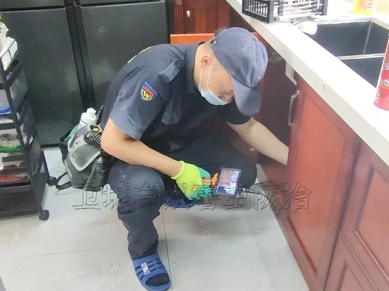 增城区灭白蚁,黄埔区白蚁防治中心【卫城专业有保障】
